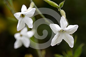 Tobacco flower Nicotiana alata