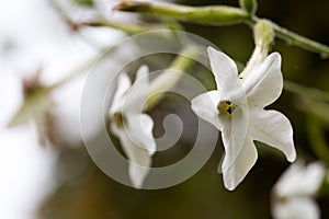 Tobacco flower Nicotiana alata