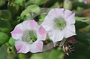 Tobacco Flower Pollination