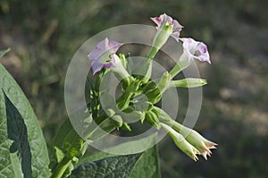 Tobacco Flower Stalk