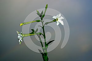 Tobacco flowers against sky