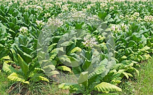 Tobacco Flowers In Farm Plant