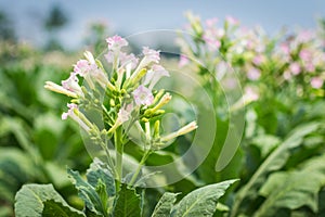 Tobacco Flowers In Farm Plant