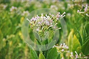 Tobacco flowers in field : Close up