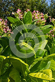 Tobacco Flowers. Tobacco big leaf crops growing in tobacco plantation field