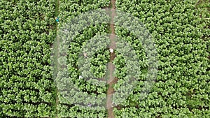 tobacco garden Jember drone photo