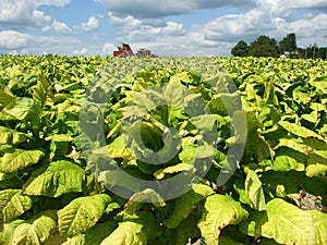 Tobacco Harvest Time