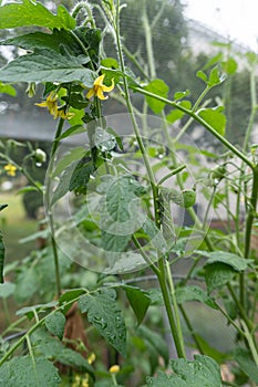 A tobacco hornworm caterpillar climbs up the stem of a tomato plant in summer, defoliating leaves and causing damage