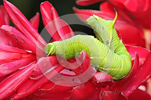 A tobacco hornworm is crawling on a bush.