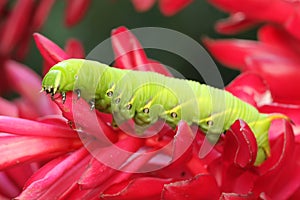 A tobacco hornworm is crawling on a bush.