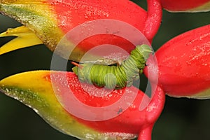 A tobacco hornworm is crawling on a bush.