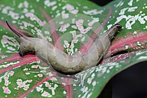 A tobacco hornworm is crawling on a caladium leave. photo