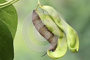 A tobacco hornworm is crawling on a wildfruits.