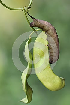 A tobacco hornworm is crawling on a wildfruits.