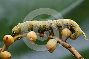 A tobacco hornworm is eating a palm fruit. photo