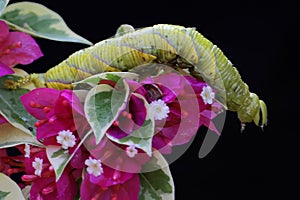 A tobacco hornworm is eating a wild flower. photo