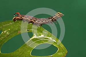 A tobacco hornworm is eating a young leave. photo