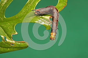 A tobacco hornworm is eating a young leave. photo