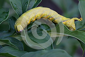 A tobacco hornworm is eating young leaves. photo