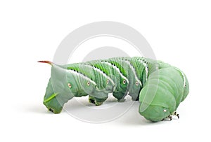 Tobacco Hornworm (Manduca Sexta) on a White Backgr