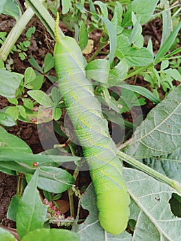 Tobacco hornworms are green