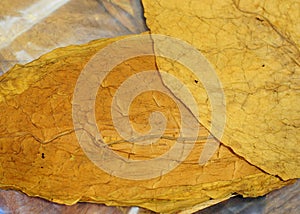 Tobacco Leaf