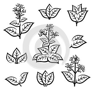 Tobacco leaf icons set. Collection icon tobacco. Vector