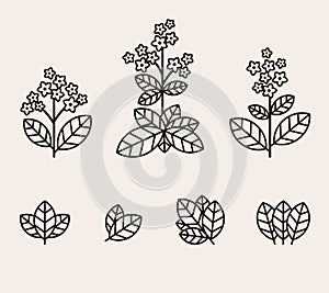 Tobacco leaf icons set. Collection icon tobacco. Vector