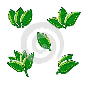 Tobacco leaf set. Vector