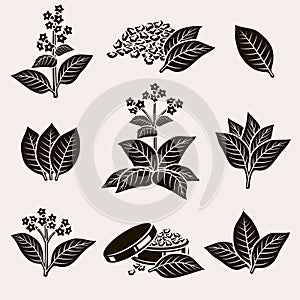 Tobacco leaf set. Vector