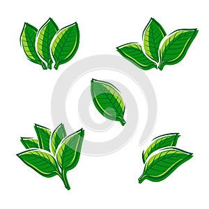 Tobacco leaf set. Vector photo