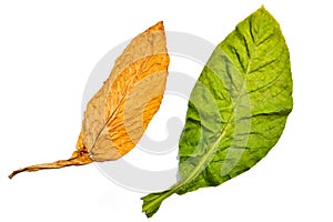 Tobacco Leaf On White Background photo