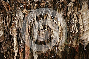 Tobacco Leaves Drying