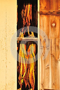 Tobacco leaves drying