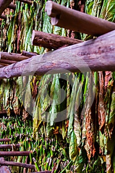 Tobacco leaves drying in a barn