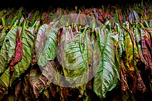 Tobacco leaves drying in a barn