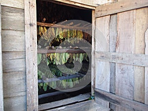 Tobacco Leaves Drying In A Barn