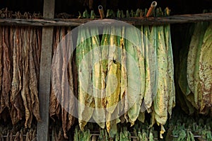 Tobacco leaves drying in barn : Closeup