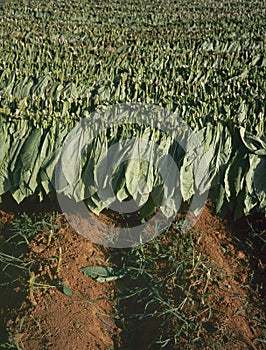 Tobacco leaves drying at Cuba