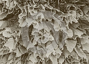 Tobacco leaves drying in the shed