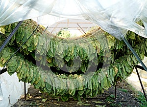 Tobacco leaves drying in the shed.