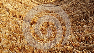 Tobacco leaves drying on the shed.