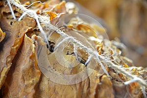 Tobacco leaves drying in the shed.