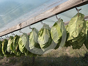 Tobacco Leaves Hanging To Dry