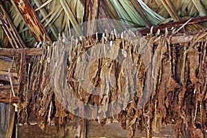 Tobacco leaves hung to dry in Cuba. photo