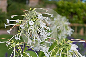 Tobacco (nicotiana) plant