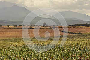 Tobacco Nicotiana tabacum growing in the foothills