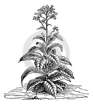 Tobacco Nicotiana tabacum, vintage engraving photo