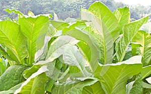 Tobacco plant