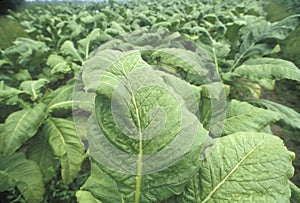 Tobacco plant